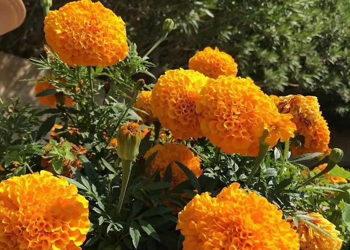 Club Koine 4* Otranto